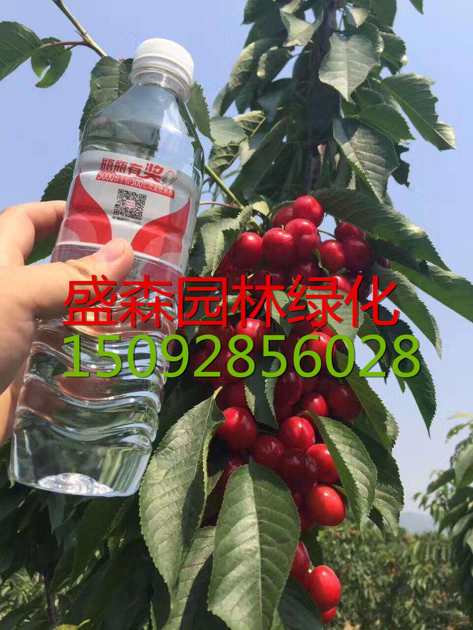 吉塞拉櫻桃苗產(chǎn)地  J6櫻桃苗砧木基地