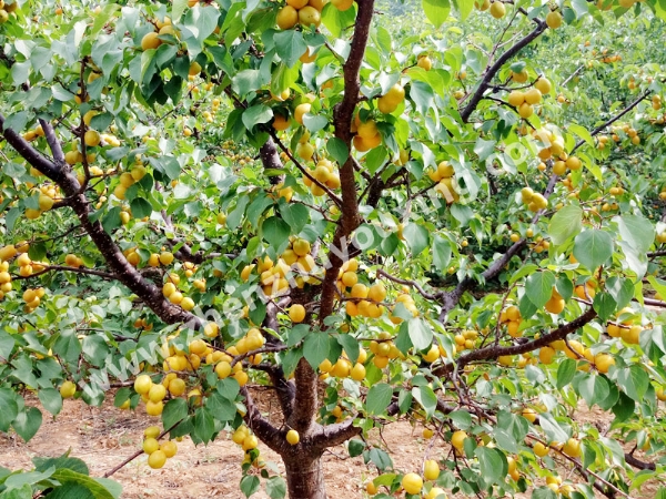 新泰珍珠油杏批發(fā)價(jià)格